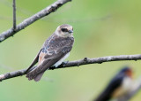 Cave Swallow juvenile