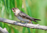 Cave Swallow juvenile