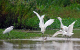 Egret Ballet