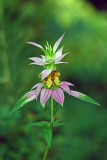 Spotted Horsemint