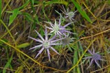 Eryngo (Eryngium hookeri)