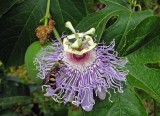 Passion Flower
