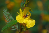 Partridge-pea