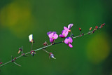 Beggar lice