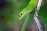 Green Anole