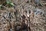 Indian Pipes (Monotropa uniflora) - dried seedheads