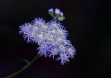 Blue Mist Flower