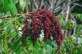 Winged Sumac berries
