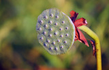 American Lotus Seedpod