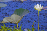 American Lotus