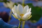 American Lotus