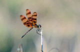 Halloween Pennant