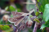 Eufala Skipper