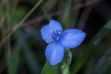 Spiderwort (Tradescantia hirsutiflora)