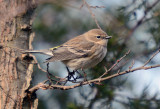 Yellow-rumped Warbler