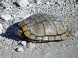 Red-eared Slider - old individual