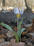White Trout-lily
