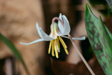 White Trout-lily