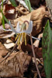 White Trout-lily