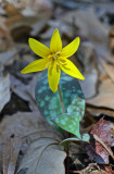 Yellow Trout-lily