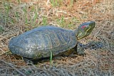 Red-eared Slider