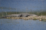 American Alligator