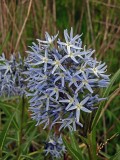 Eastern Blue Star