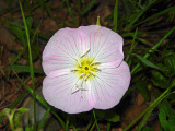 Showy Evening Primrose