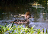 Hooded Merganser - female