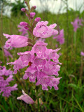 False Dragonhead (Obedient Plant)