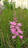 False Dragonhead (Obedient Plant)