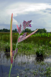 Powdery Alligator Flag (Thalia dealbata)