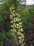 Baptisia hybrid