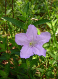 Wild Petunia (Ruellia humilis)