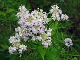Narrowleaf Mountainmint (Pycnanthemum tenuifolium)