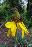 Giant Coneflower (Rudbeckia maxima)