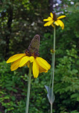 Giant Coneflower (Rudbeckia maxima)