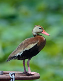 Black-bellied Whistling Duck