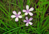 American Bluehearts (Buchnera americana)