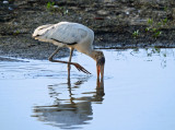 Wood Stork - juvenile