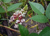 Groundnut