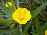 Ludwigia leptocarpa