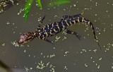 American Alligator - hatchling