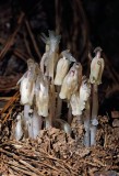 Indian Pipes (Monotropa uniflora)