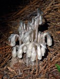 Indian Pipes (Monotropa uniflora)