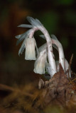 Indian Pipes (Monotropa uniflora)