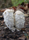 Shaggy Mane Mushrooms (Coprinus comatus)