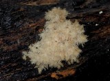 Coral Tooth Fungus (Hericium coralloides)