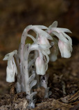 Indian Pipes (Monotropa uniflora)