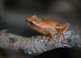 Spring Peeper